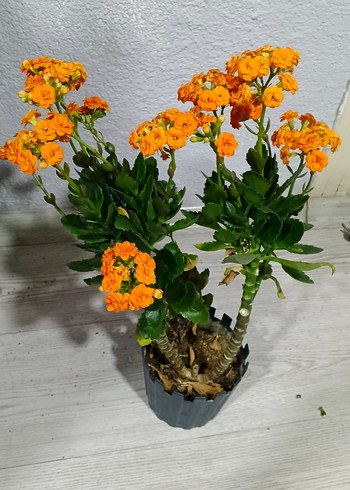 Canlı Turuncu Çiçekli Ev Dekoru dev kalanso - Görsel 4