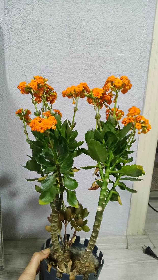 Canlı Turuncu Çiçekli Ev Dekoru dev kalanso - Görsel 2