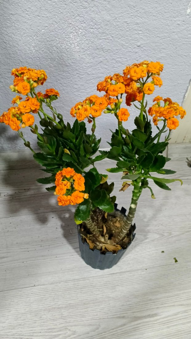 Canlı Turuncu Çiçekli Ev Dekoru dev kalanso - Görsel 4