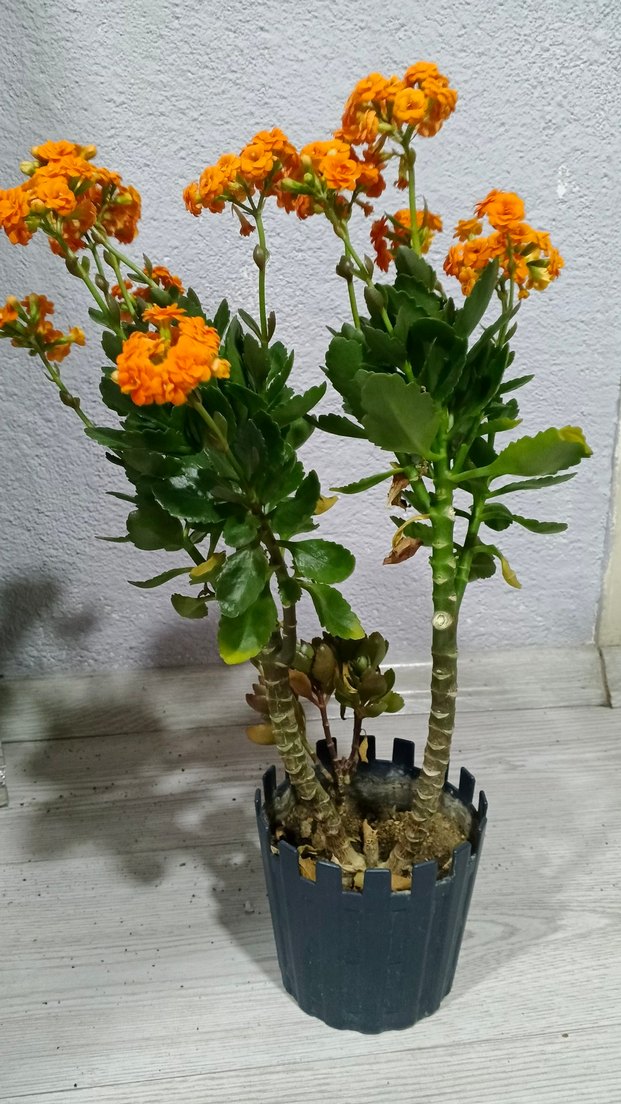 Canlı Turuncu Çiçekli Ev Dekoru dev kalanso - Görsel 5