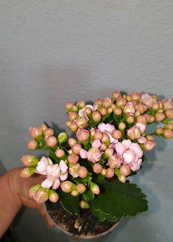 Pastel Pembe Kalanchoe Çiçeği - Görsel 2