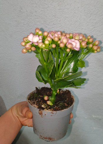 Pastel Pembe Kalanchoe Çiçeği - Görsel 3