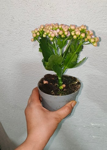 Pastel Pembe Kalanchoe Çiçeği - Görsel 4