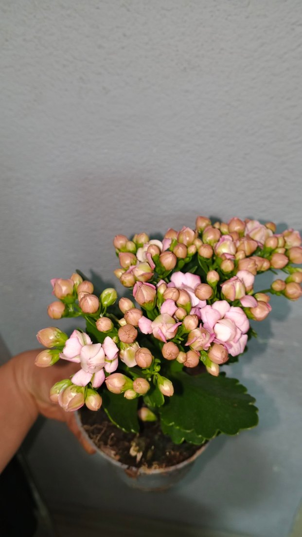 Pastel Pembe Kalanchoe Çiçeği - Görsel 2