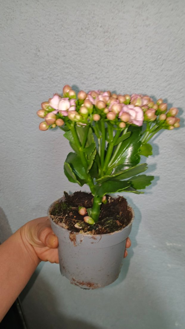 Pastel Pembe Kalanchoe Çiçeği - Görsel 3