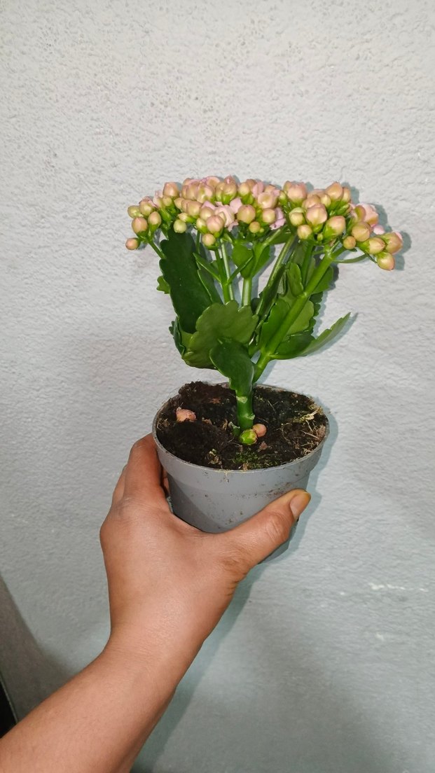 Pastel Pembe Kalanchoe Çiçeği - Görsel 4