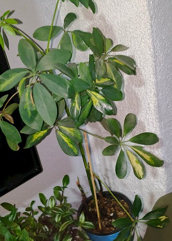 Koyu Yeşil Ev Dekoratif Bitkisi şeflera - Görsel 4