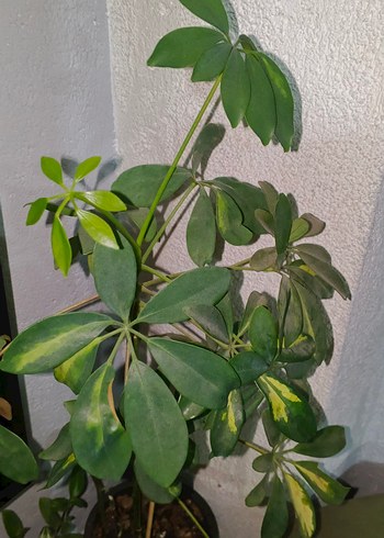 Koyu Yeşil Ev Dekoratif Bitkisi şeflera - Görsel 3