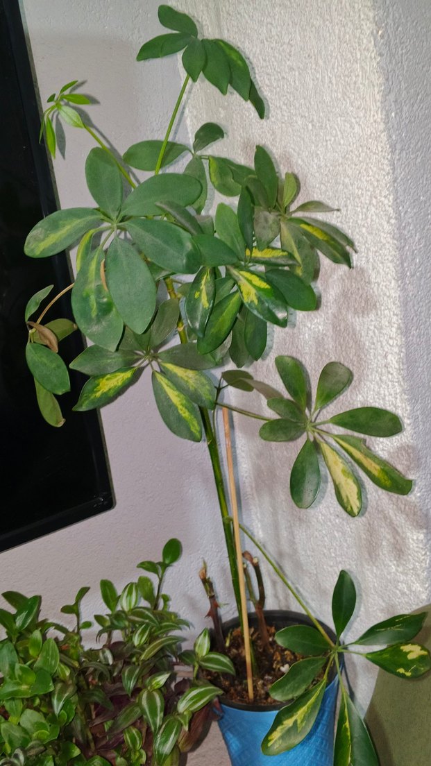 Koyu Yeşil Ev Dekoratif Bitkisi şeflera - Görsel 2