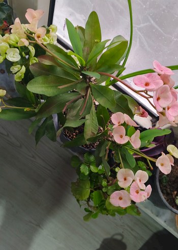 Pastel Pembe Ev Dekoratif Çiçek dikenler tacı - Görsel 4