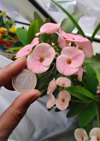 Pastel Pembe Ev Dekoratif Çiçek dikenler tacı - Görsel 2