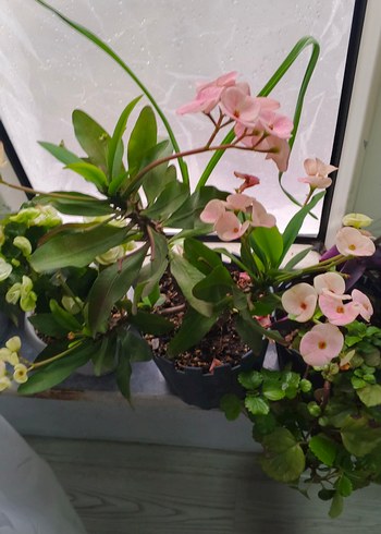 Pastel Pembe Ev Dekoratif Çiçek dikenler tacı - Görsel 7