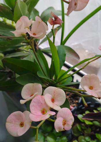 Pastel Pembe Ev Dekoratif Çiçek dikenler tacı - Görsel 3