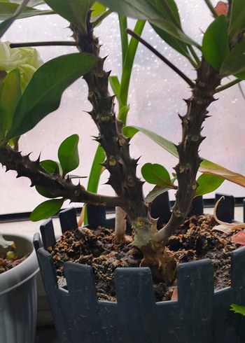 Pastel Pembe Ev Dekoratif Çiçek dikenler tacı - Görsel 5