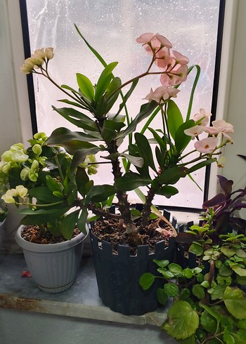 Pastel Pembe Ev Dekoratif Çiçek dikenler tacı - Görsel 6