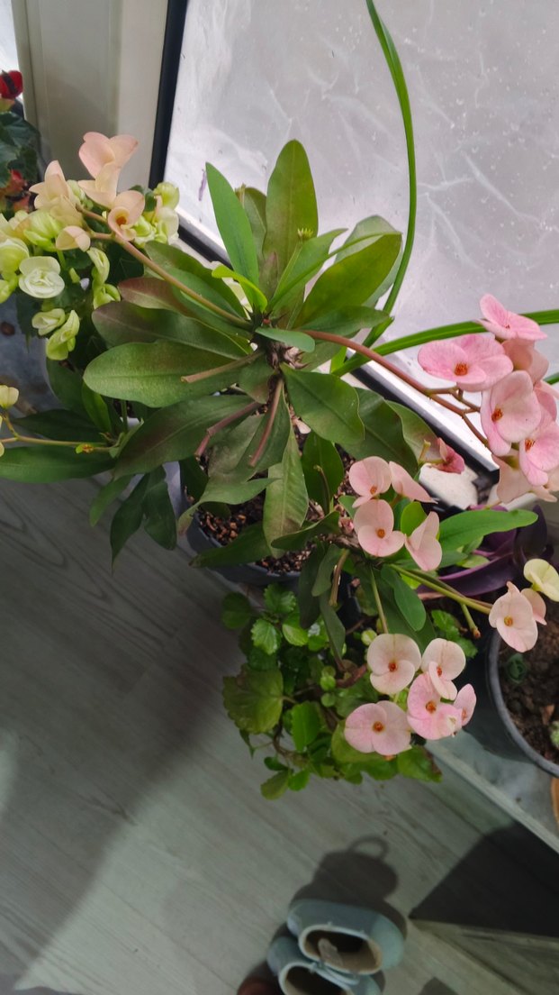 Pastel Pembe Ev Dekoratif Çiçek dikenler tacı - Görsel 4