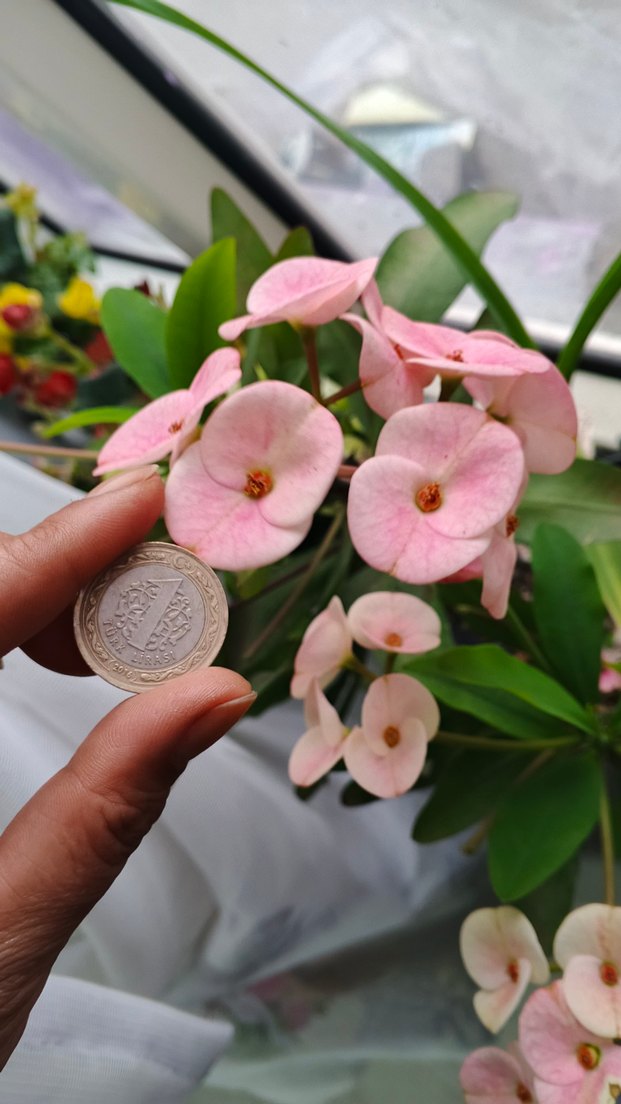 Pastel Pembe Ev Dekoratif Çiçek dikenler tacı - Görsel 2