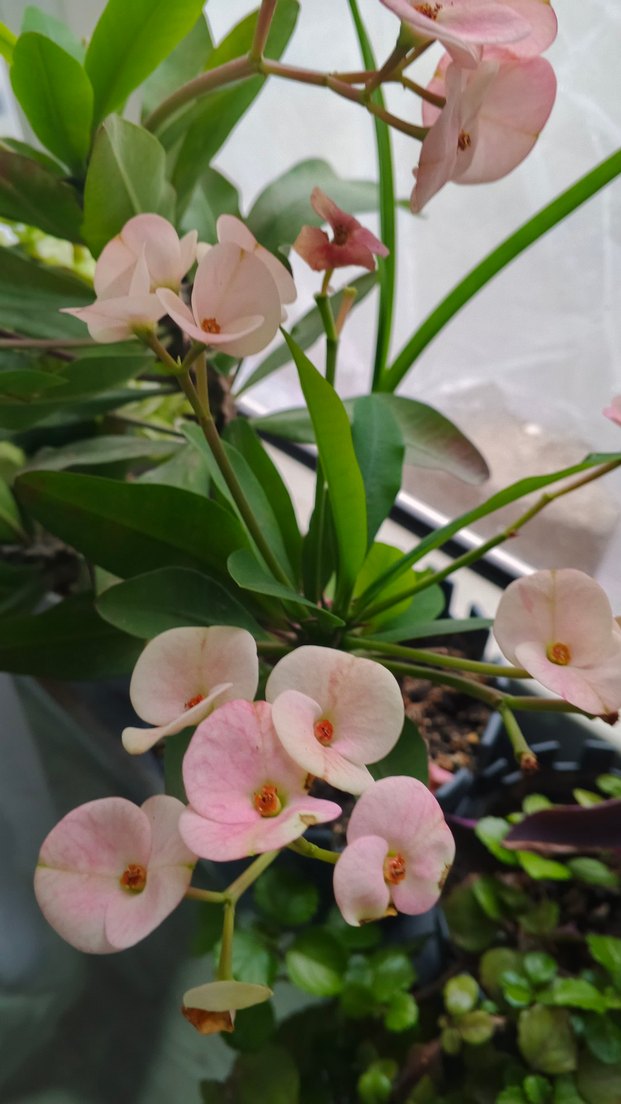 Pastel Pembe Ev Dekoratif Çiçek dikenler tacı - Görsel 3