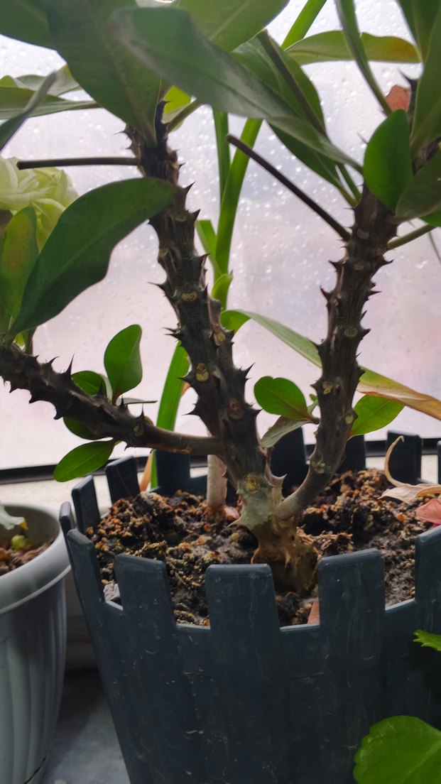 Pastel Pembe Ev Dekoratif Çiçek dikenler tacı - Görsel 5