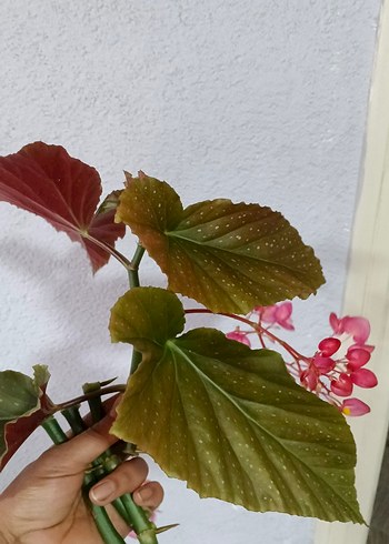 Pembe Begonya Çiçeği Dekoru - Görsel 3