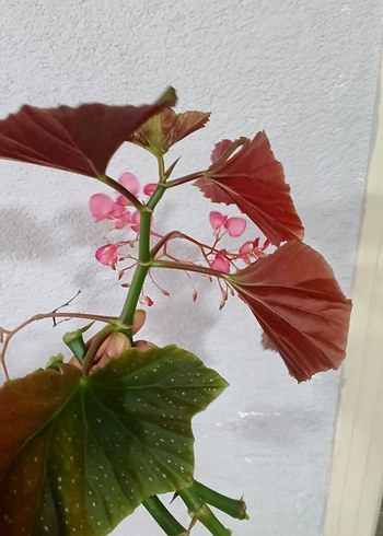 Pembe Begonya Çiçeği Dekoru - Görsel 2