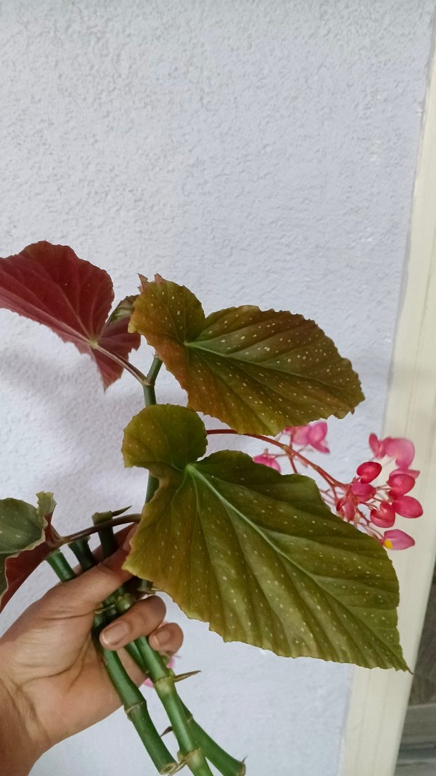 Pembe Begonya Çiçeği Dekoru - Görsel 3