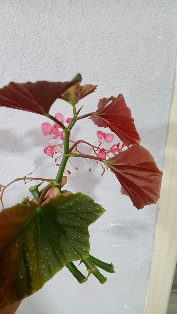 Pembe Begonya Çiçeği Dekoru - Görsel 2