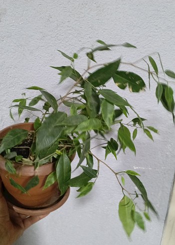 Hafif Yeşil Saksıda Dekoratif Bitki Benjamin - Görsel 4