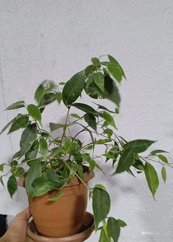 Hafif Yeşil Saksıda Dekoratif Bitki Benjamin - Görsel 2