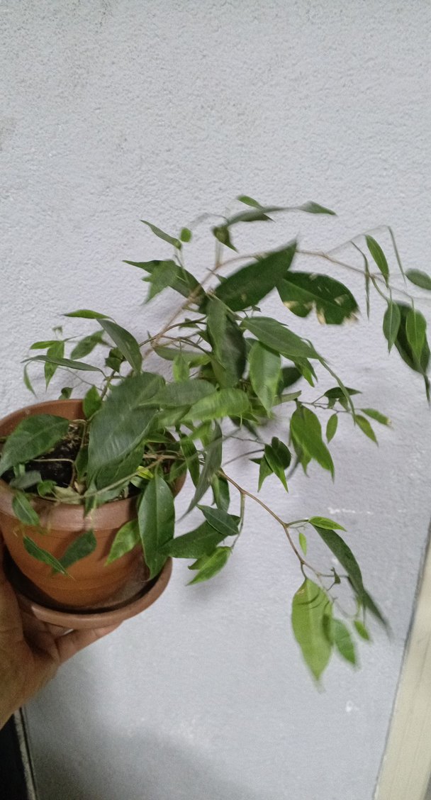 Hafif Yeşil Saksıda Dekoratif Bitki Benjamin - Görsel 4