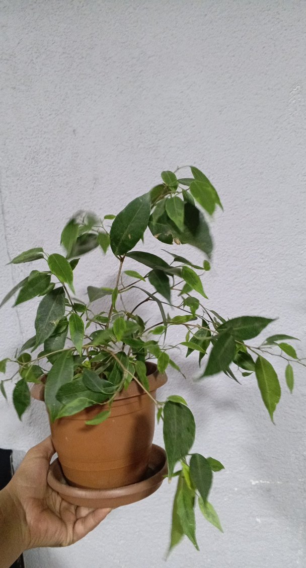 Hafif Yeşil Saksıda Dekoratif Bitki Benjamin - Görsel 2