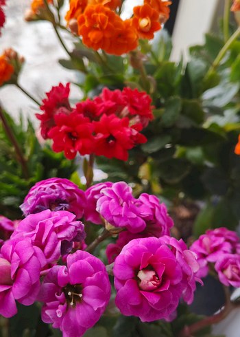 Canlı Pembe Kalanchoe Çiçeği - Görsel 2