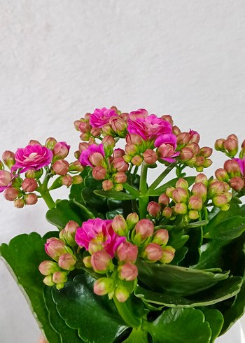 Canlı Pembe Kalanchoe Çiçeği - Görsel 3