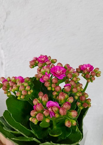 Canlı Pembe Kalanchoe Çiçeği - Görsel 4