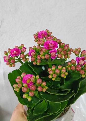 Canlı Pembe Kalanchoe Çiçeği - Görsel 5