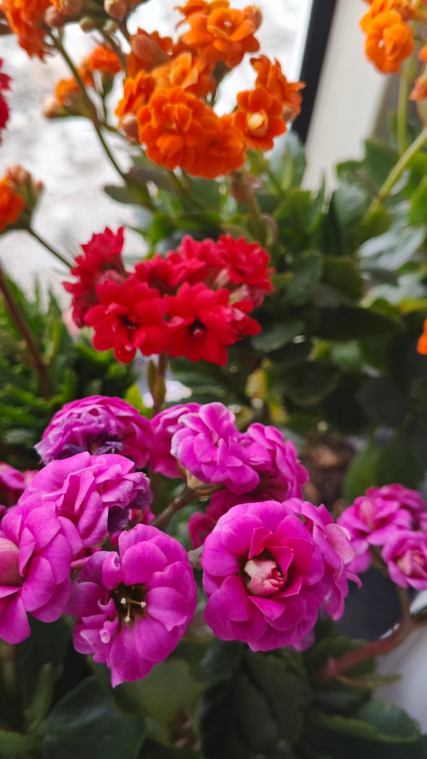 Canlı Pembe Kalanchoe Çiçeği - Görsel 2