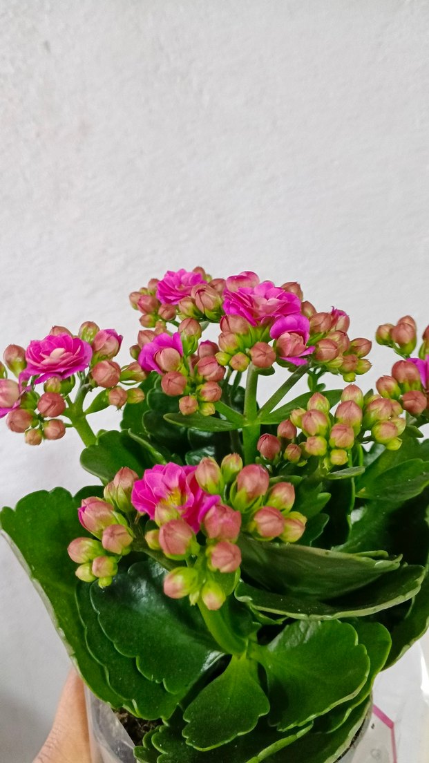 Canlı Pembe Kalanchoe Çiçeği - Görsel 3