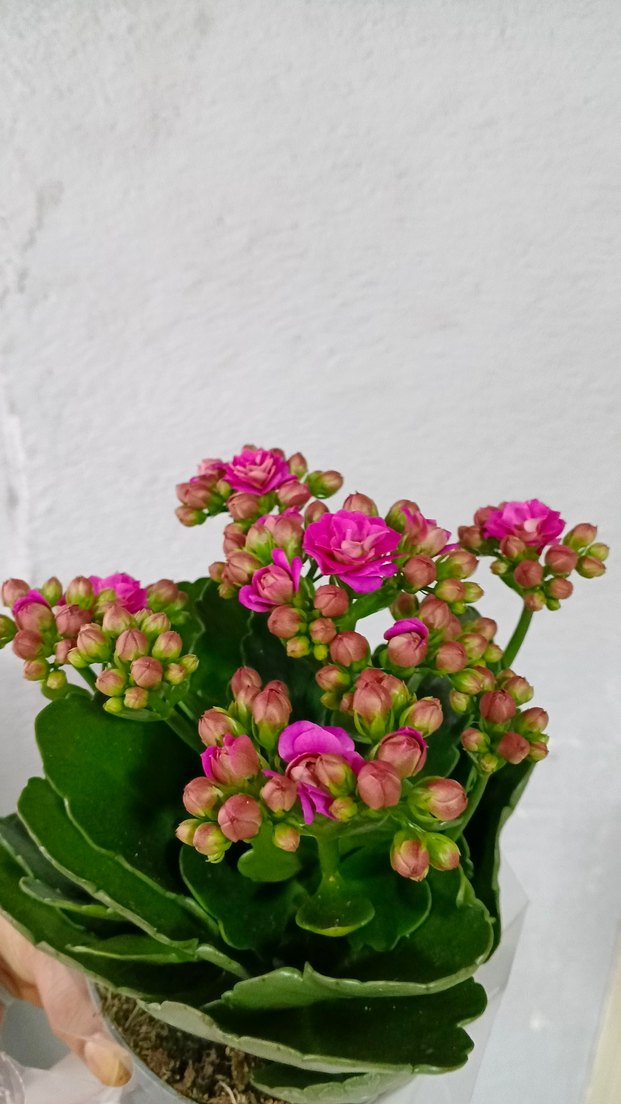 Canlı Pembe Kalanchoe Çiçeği - Görsel 4