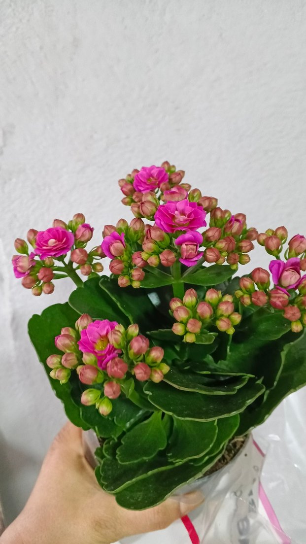Canlı Pembe Kalanchoe Çiçeği - Görsel 5