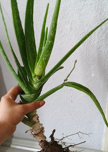 Pastel Yeşil Aloe Vera Bitkisi - Görsel 2