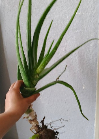 Pastel Yeşil Aloe Vera Bitkisi - Görsel 3