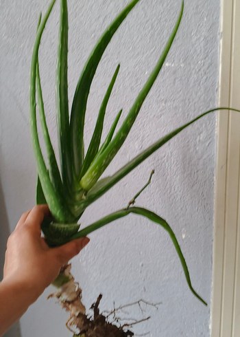 Pastel Yeşil Aloe Vera Bitkisi - Görsel 4