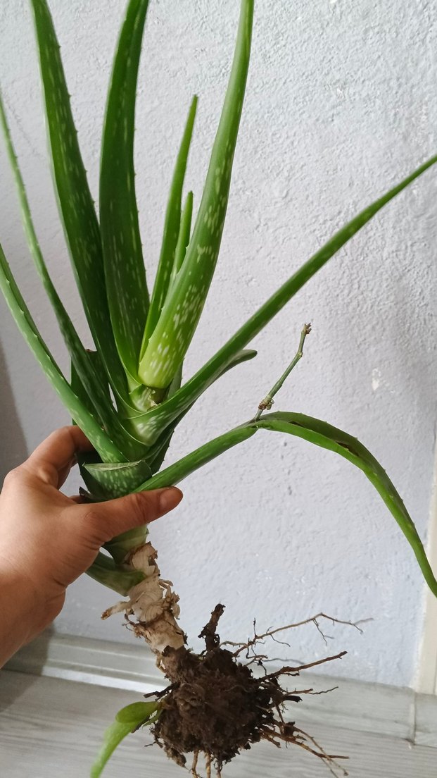 Pastel Yeşil Aloe Vera Bitkisi - Görsel 2