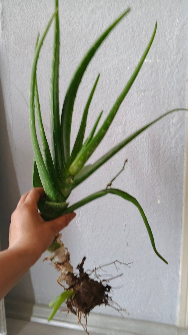 Pastel Yeşil Aloe Vera Bitkisi - Görsel 3