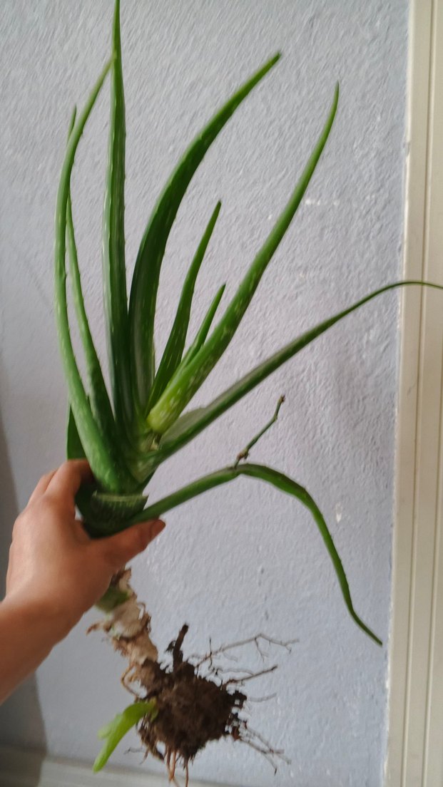 Pastel Yeşil Aloe Vera Bitkisi - Görsel 4