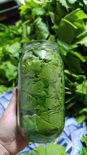 Kuru basim asma bag yapragi