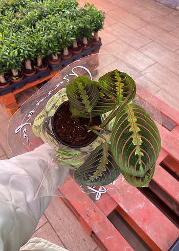 Deve Tabanı ve Dua çiçeği - Görsel 2