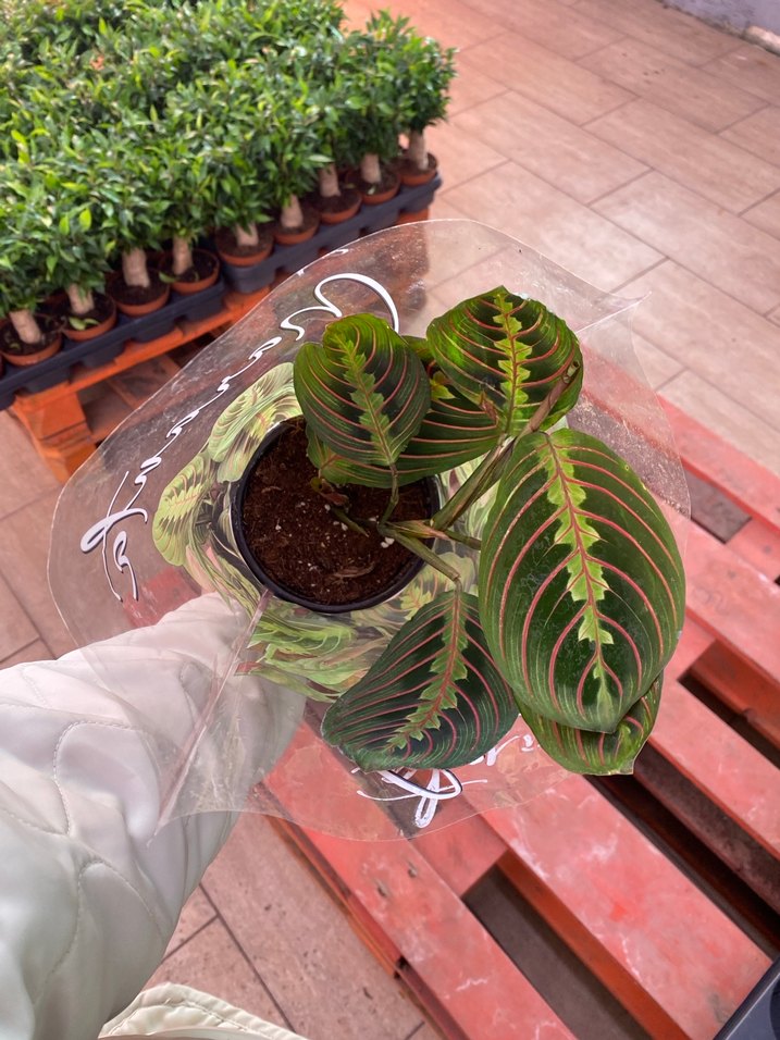 Deve Tabanı ve Dua çiçeği - Görsel 2