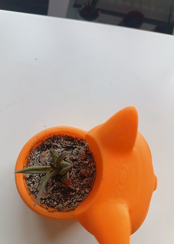 Turuncu Kedi Figürlü Saksı - Görsel 3