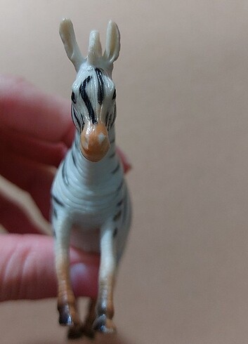  Beden Zebra